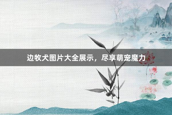 边牧犬图片大全展示，尽享萌宠魔力